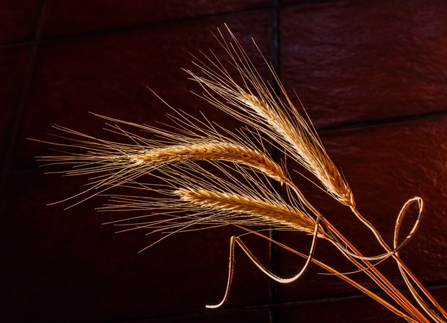 barley-dried-grass-cereal-grain-health-food-37837-1