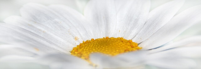 chrysanthemum-white-flower-yellow-38285-1