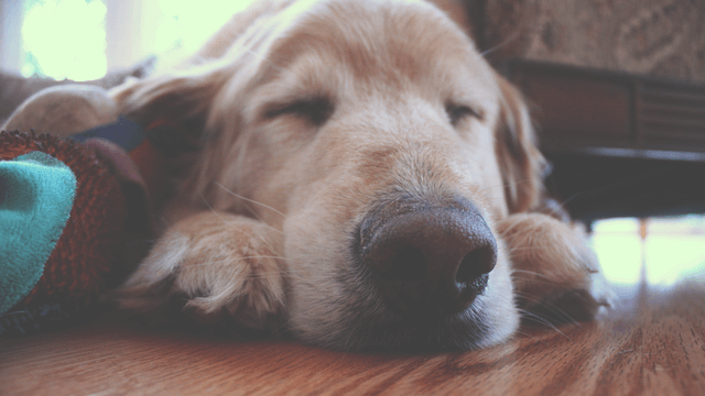 sleepy-dog